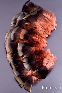 Dindon bronze - 5-15 cm - saumon rosé